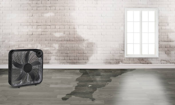 Best Ceiling water damage repair  in Langley, SC